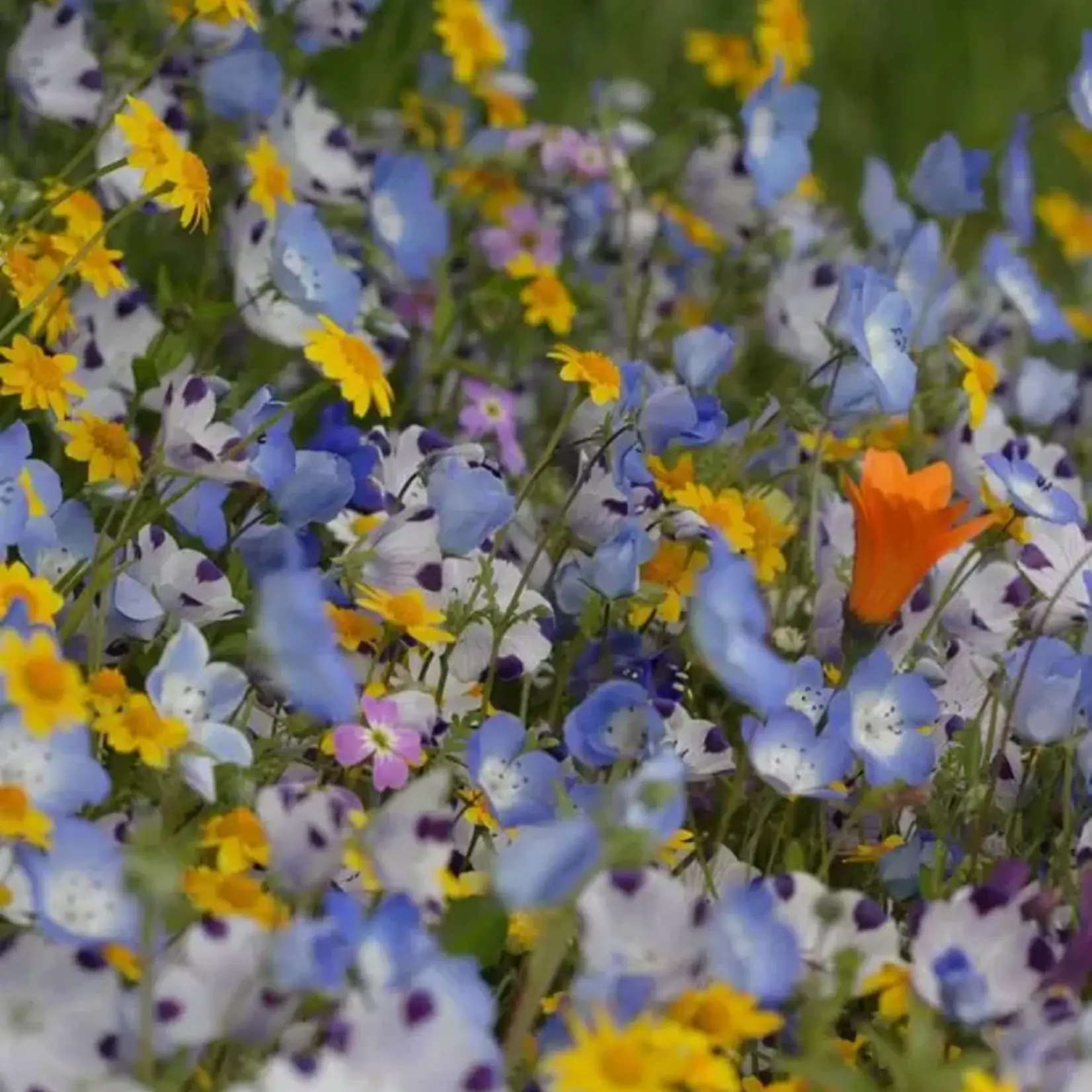 Seeds, Wildflowers Alternative Lawn Mix 50g (West Coast Seeds)
