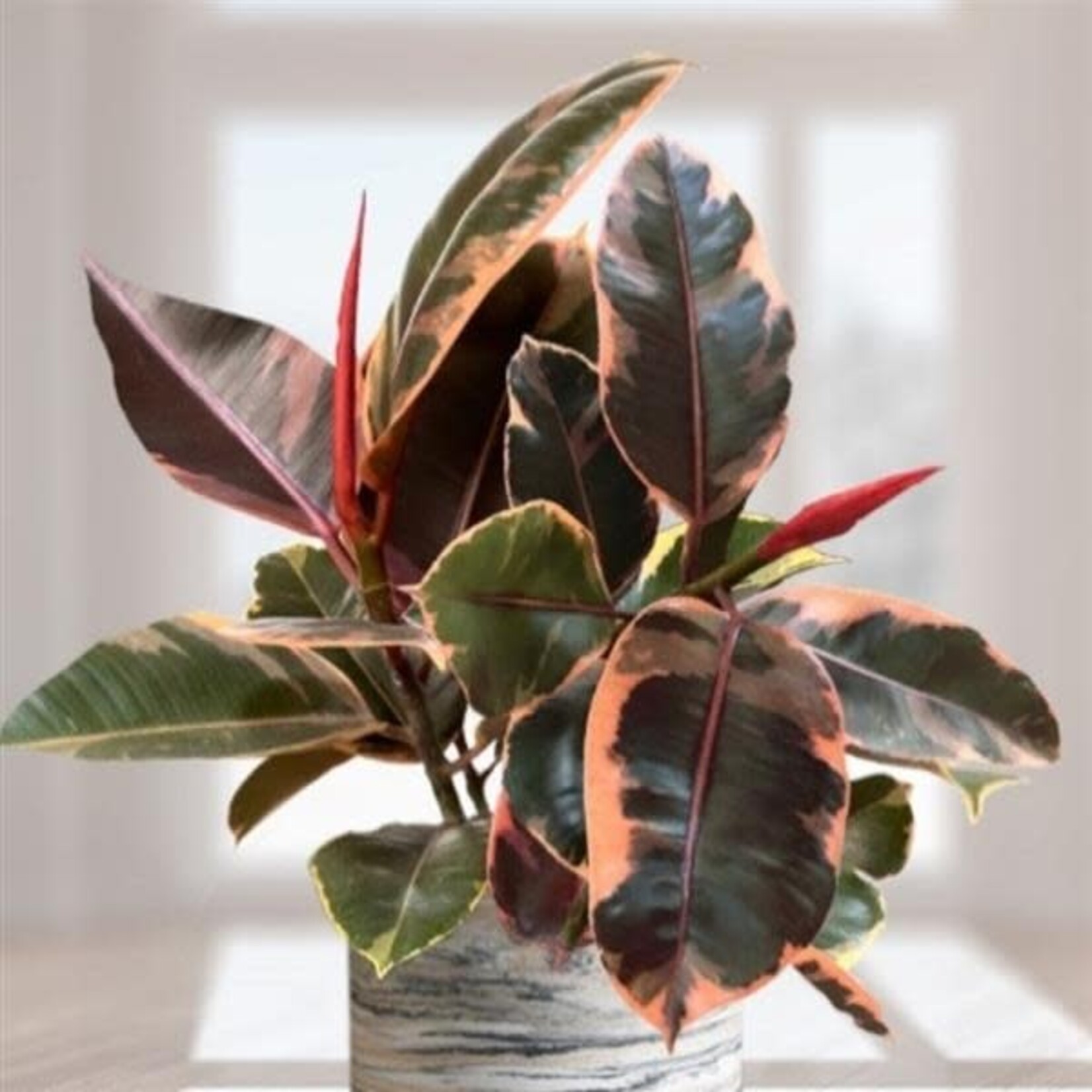 Ficus, Ruby 4 in