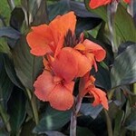 Canna, Cannova Asst. 6 in