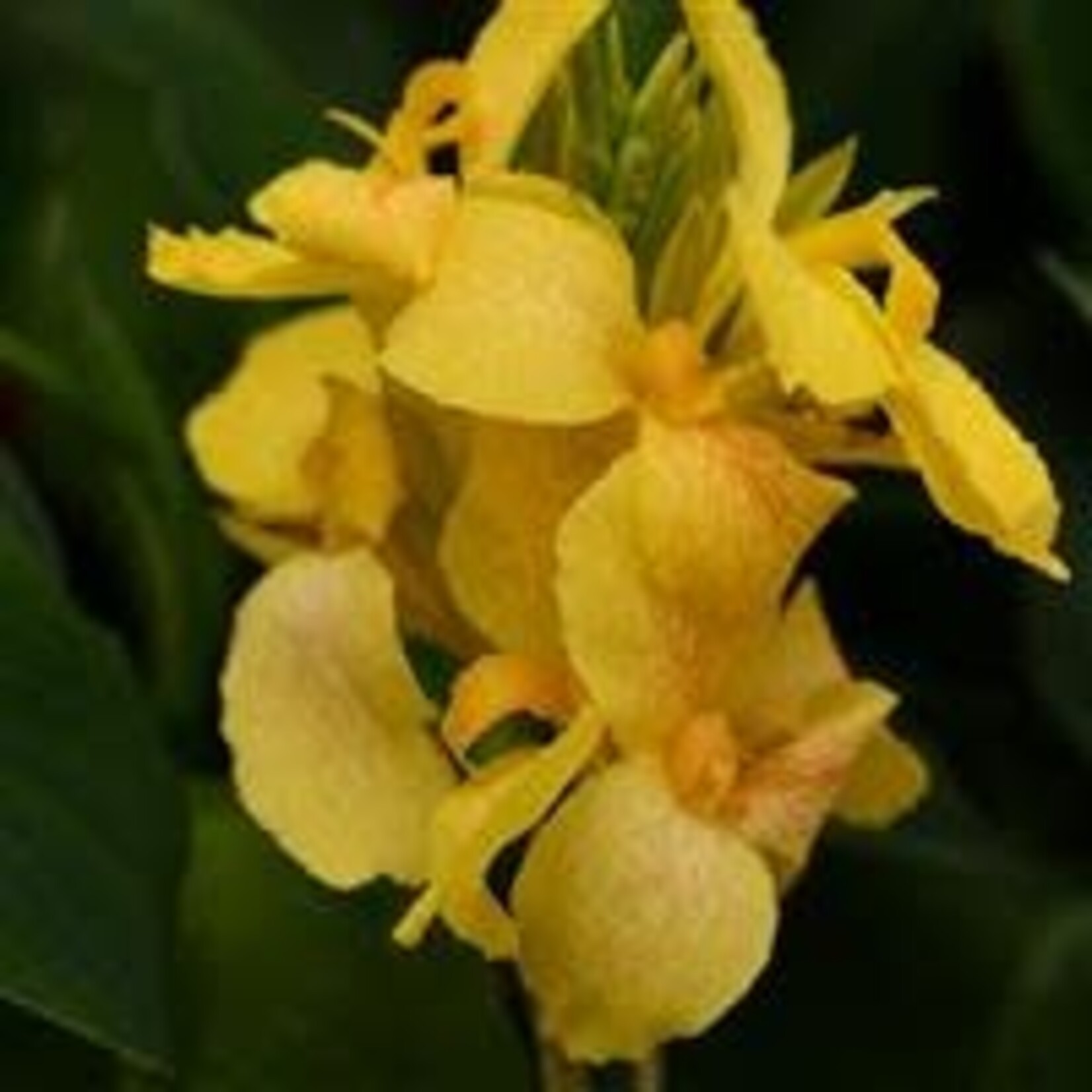 Canna, Cannova Asst. 6 in
