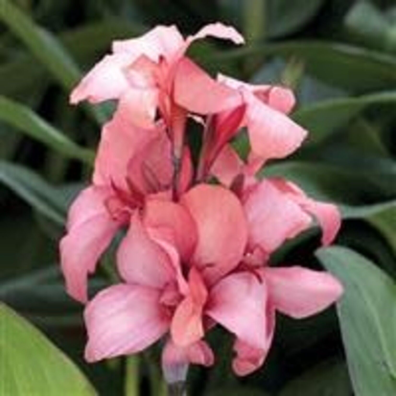 Canna, Cannova Asst. 6 in