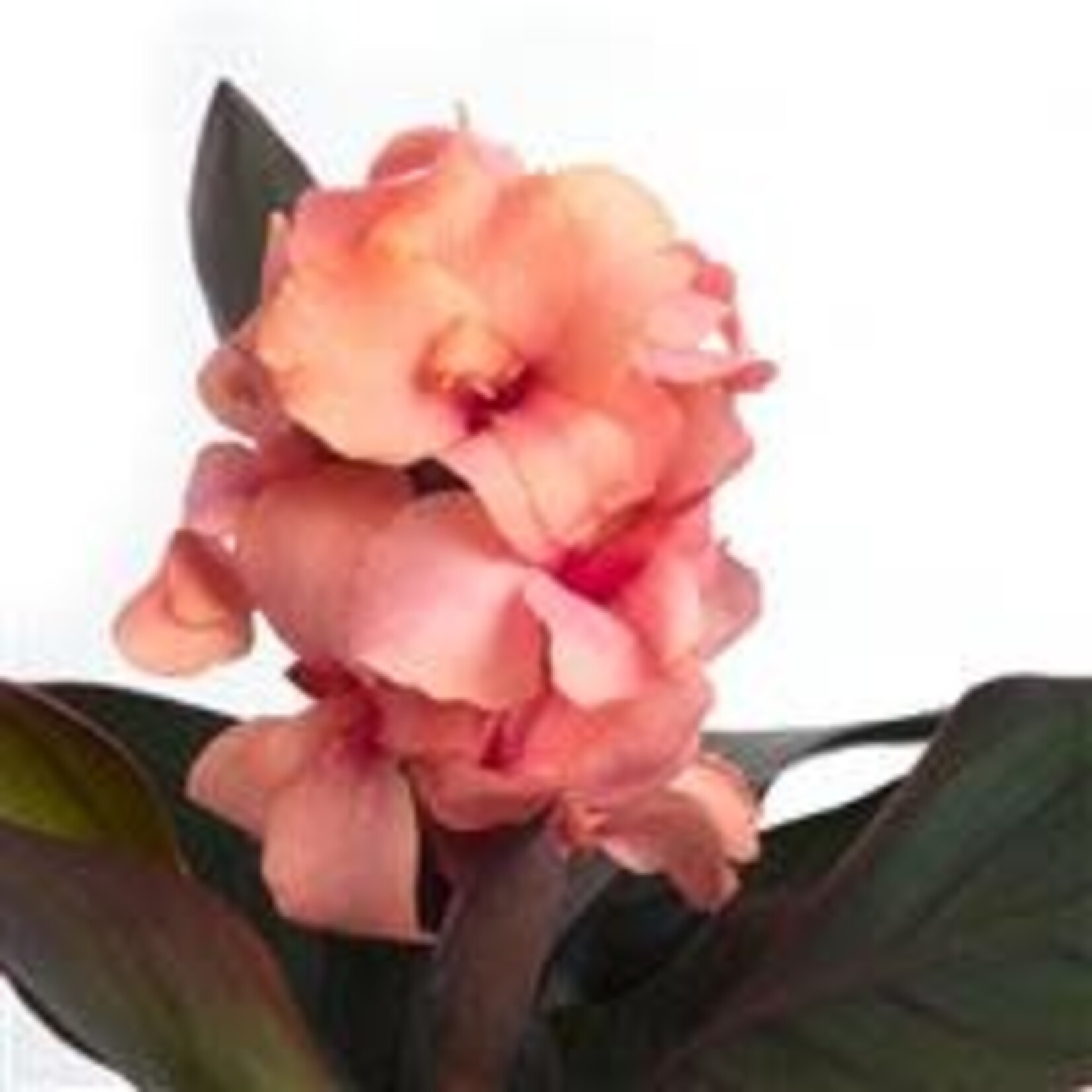 Canna, Cannova Asst. 6 in