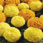 Marigold, 4 in