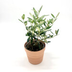 Arrangement, Olive in Terracotta 4 in