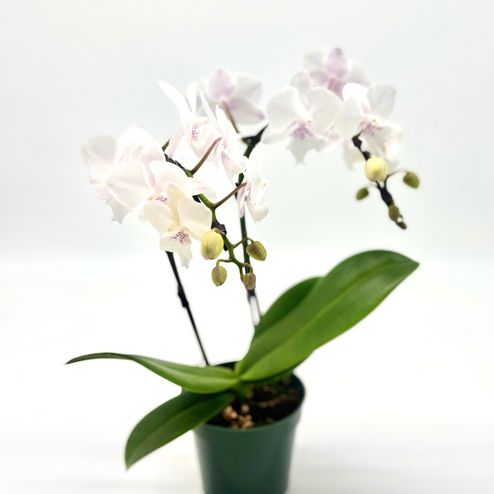 Phalaenopsis, White Mini Waterfall 2-Stem 4 in