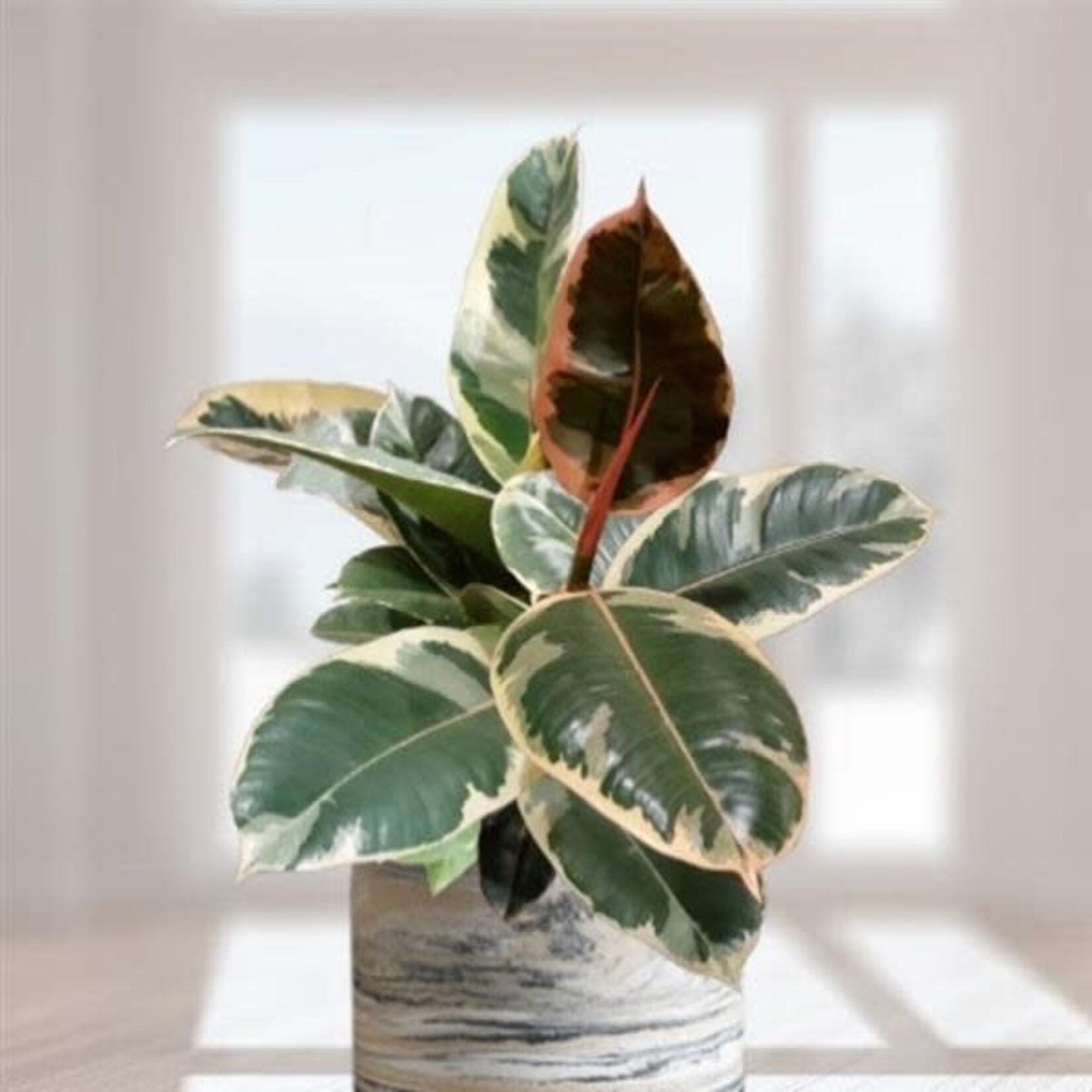 Ficus, Tineke 4