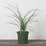 Palm, Pony Tail 4 in