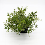 Herb, Thyme Golden Lemon 4 in