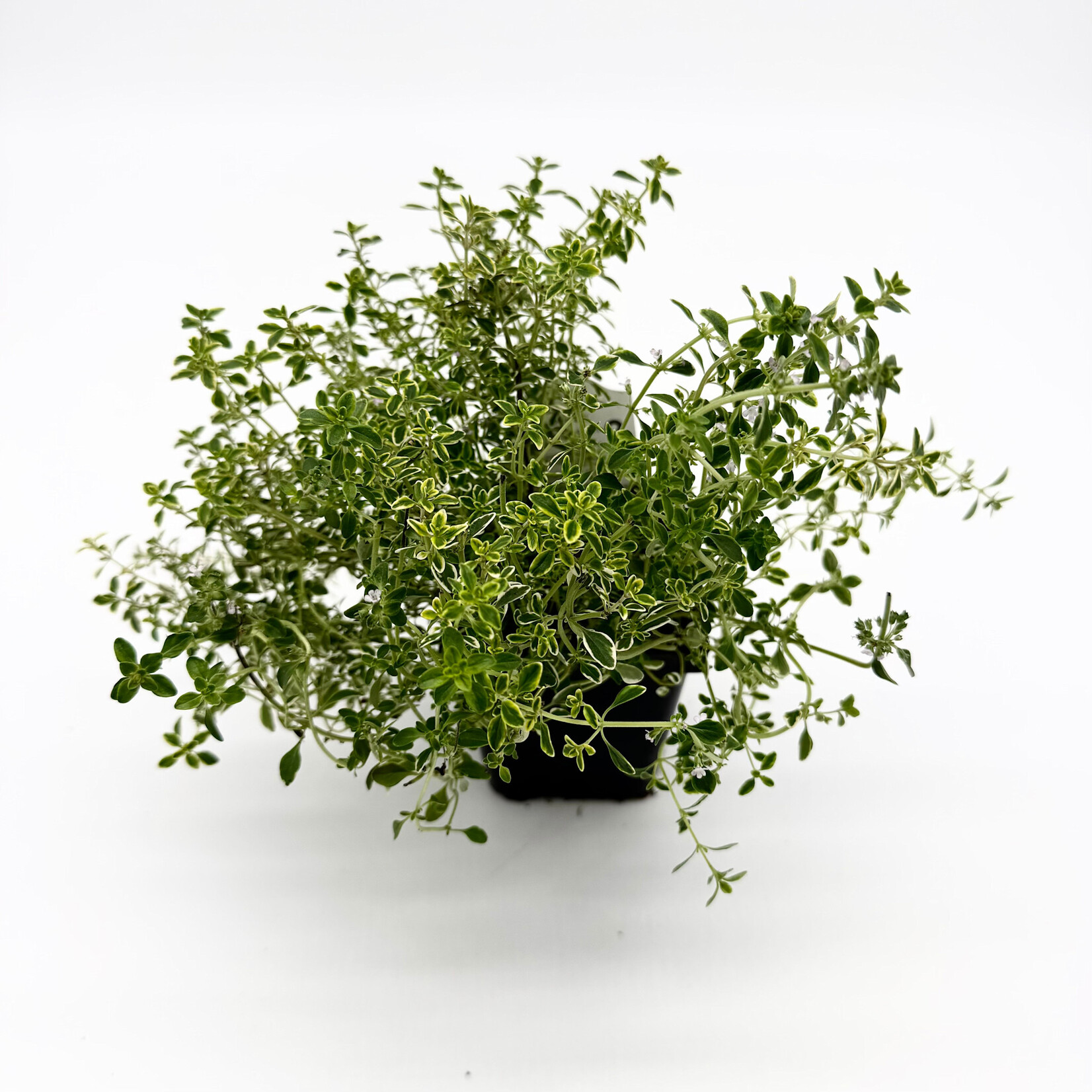 Herb, Thyme Golden Lemon 4 in