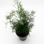 Fern, Asparagus Sprengeri Fuzzy Fern 4 in