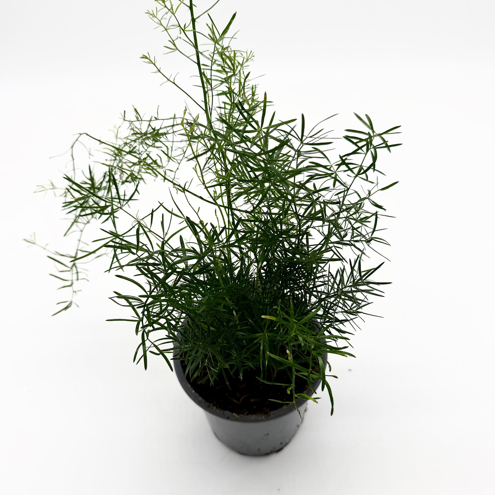 Fern, Asparagus Sprengeri Fuzzy Fern 4 in