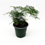 Fern, Asparagus Plumosus 4 in