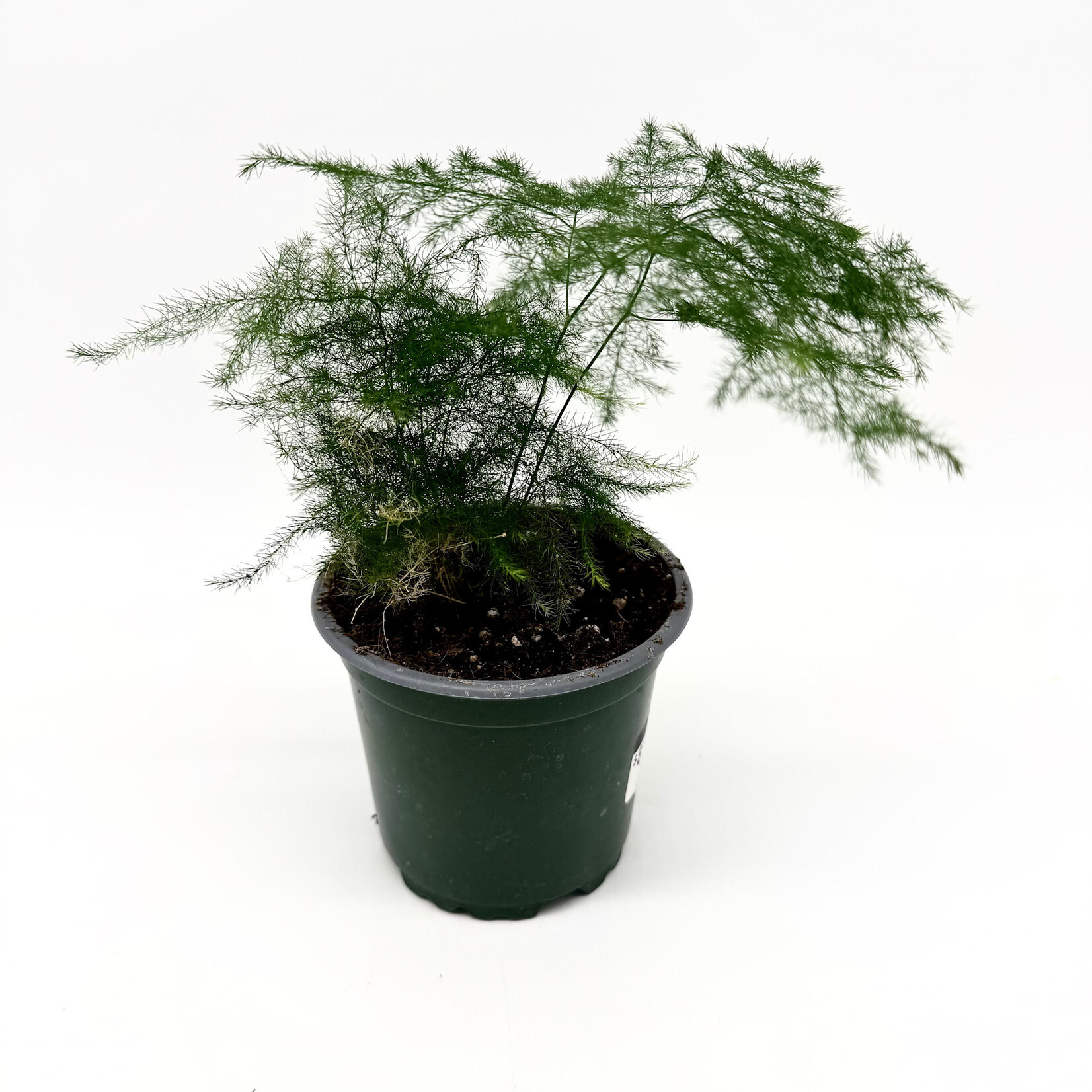 Fern, Asparagus Plumosus 4 in