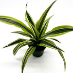 Dracaena, Warneckii Lemon Lime 4 in