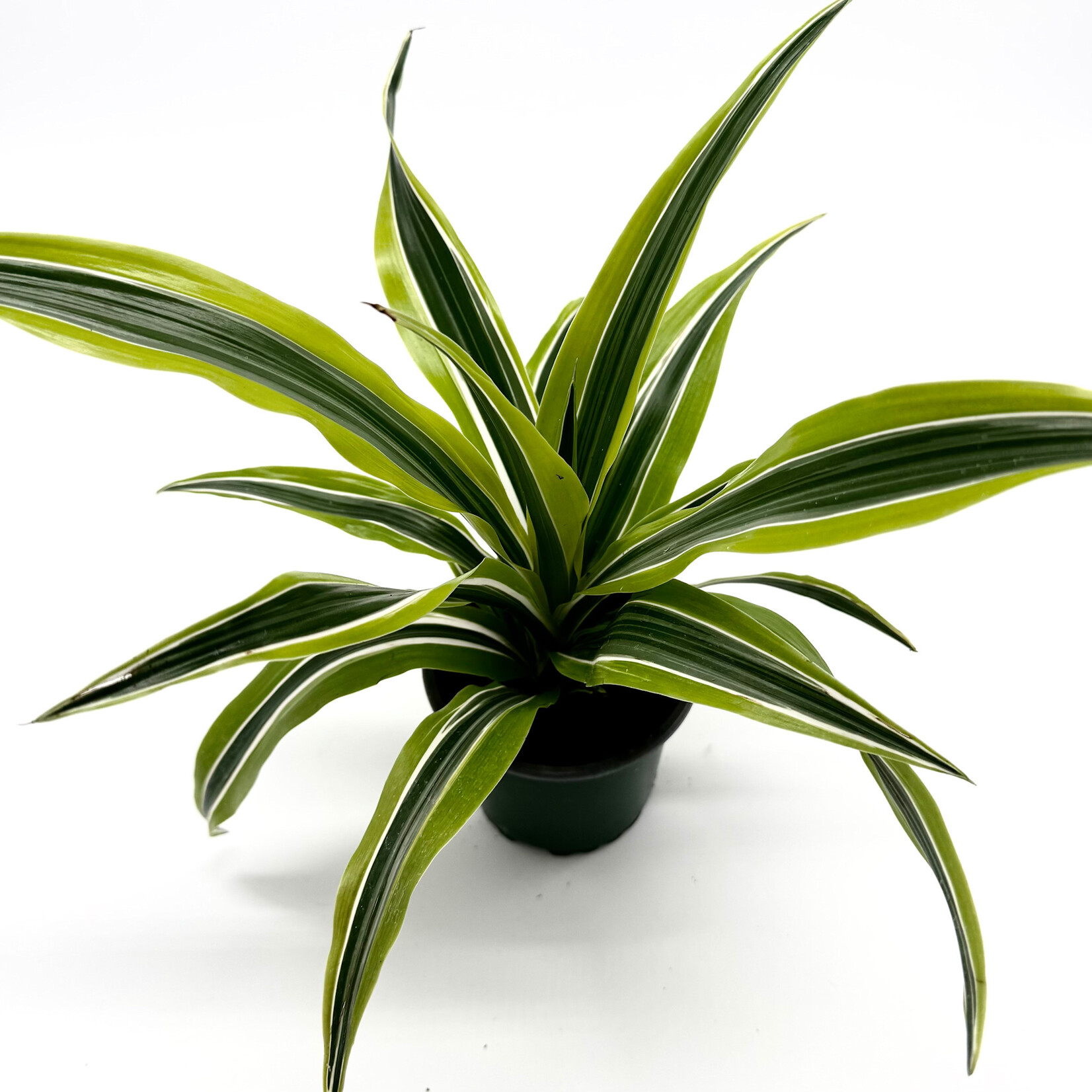 Dracaena, Warneckii Lemon Lime 4 in