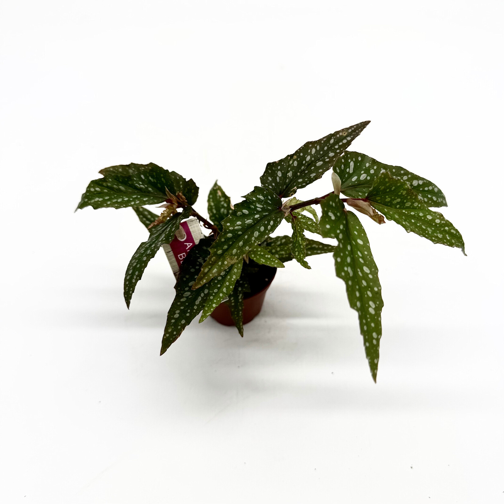 Begonia, Pink Angel Wing 2.25 in
