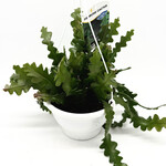 Cactus, Fishbone 8 HB