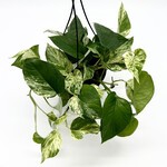 Pothos, Marble Queen HB 6 in