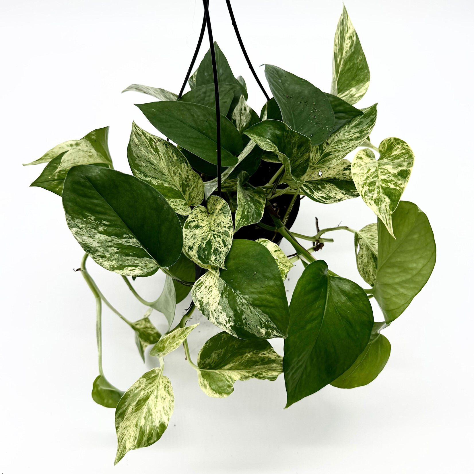 Pothos, Marble Queen HB 6 in