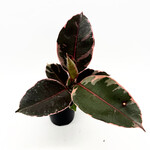 Ficus, Ruby 4 in