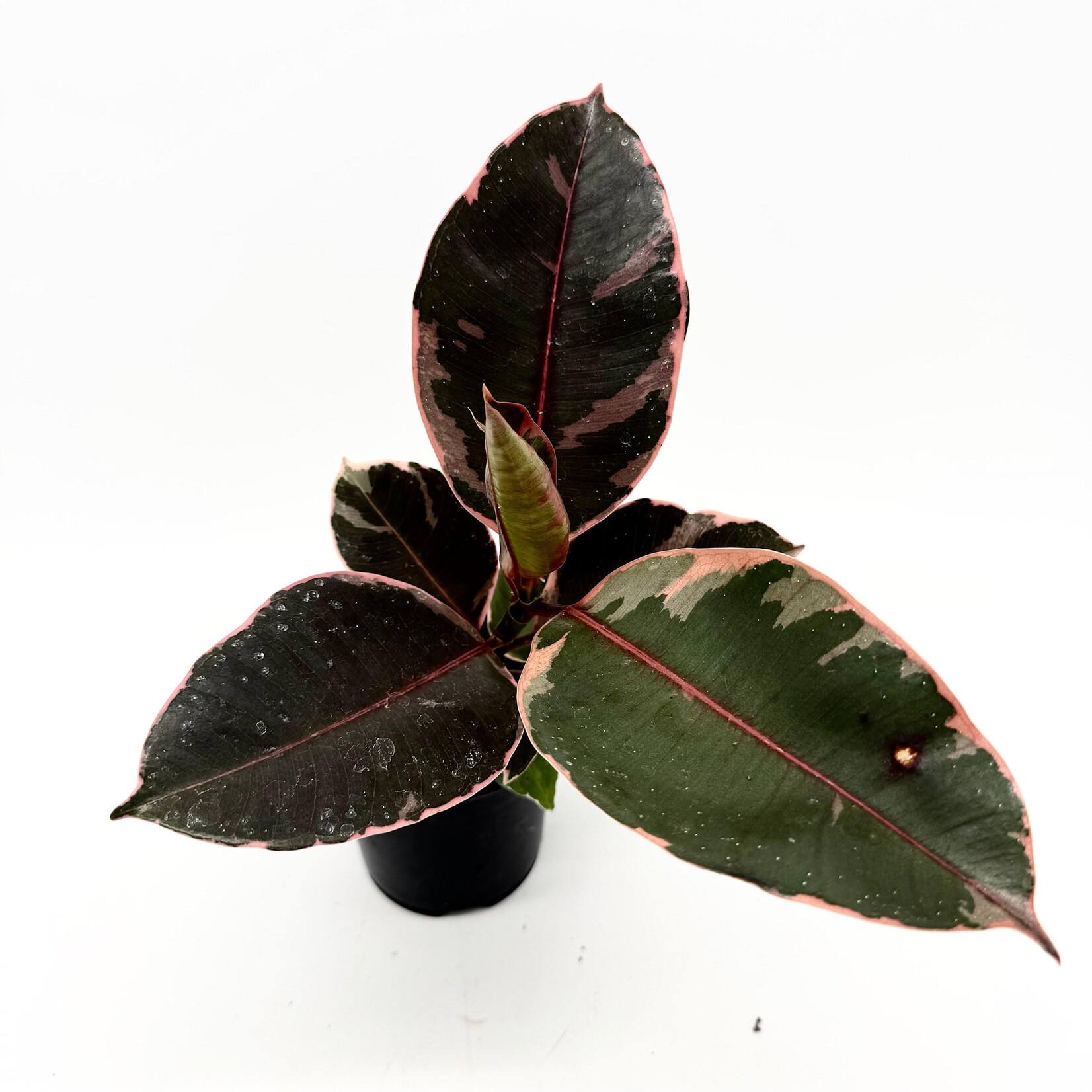 Ficus, Ruby 4 in