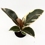 Ficus, Tineke 4