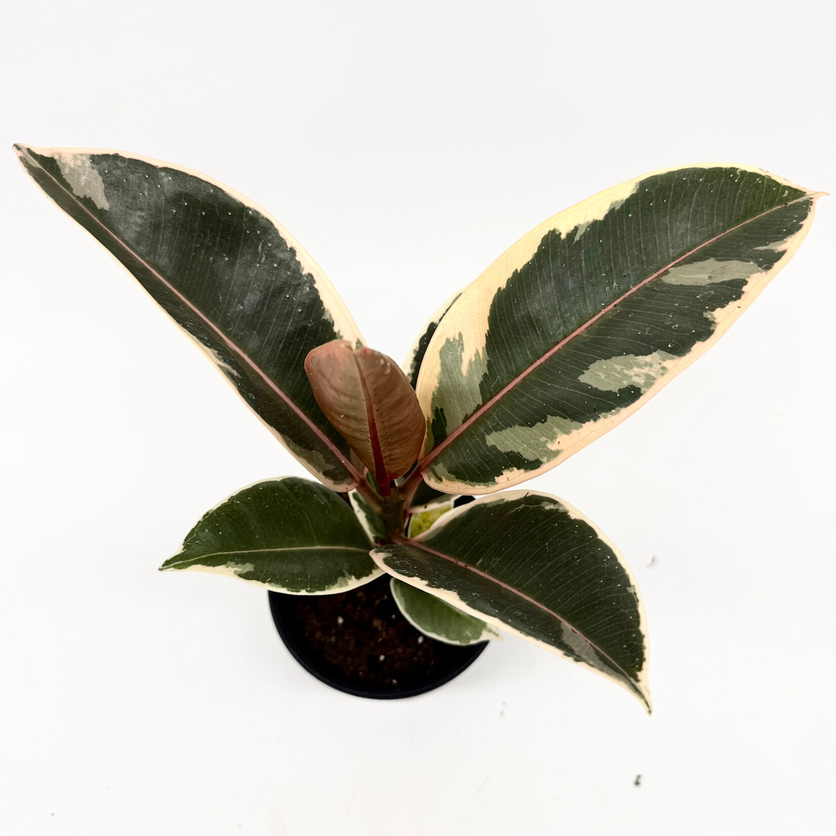 Ficus, Tineke 4