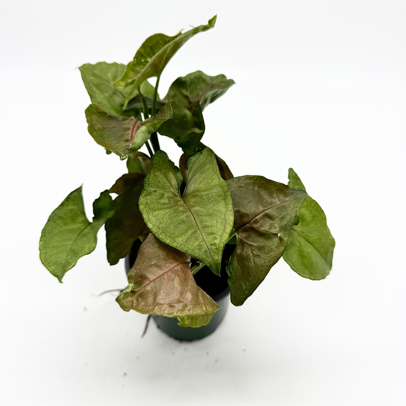 Syngonium, Candyberry 4 in