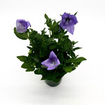 Balloon Flower 4 in