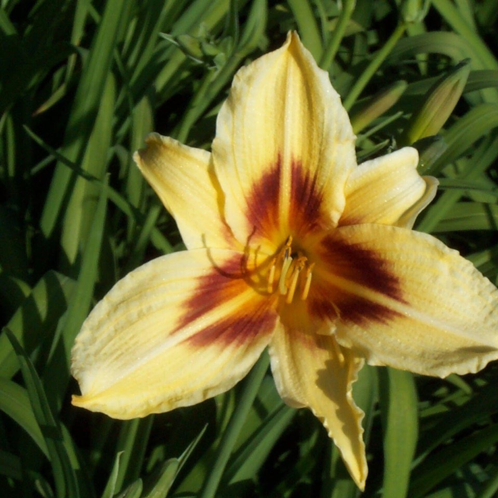 Hemerocallis, Daylily Bonanza 6 in