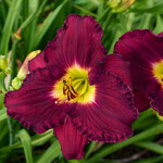 Hemerocallis, Daylily Grape Velvet 6 in