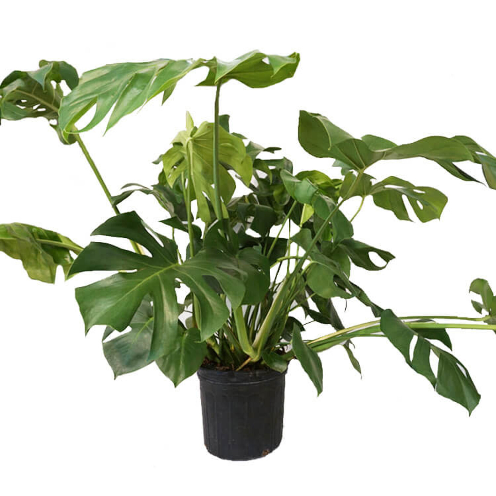 Monstera, Deliciosa 10 in