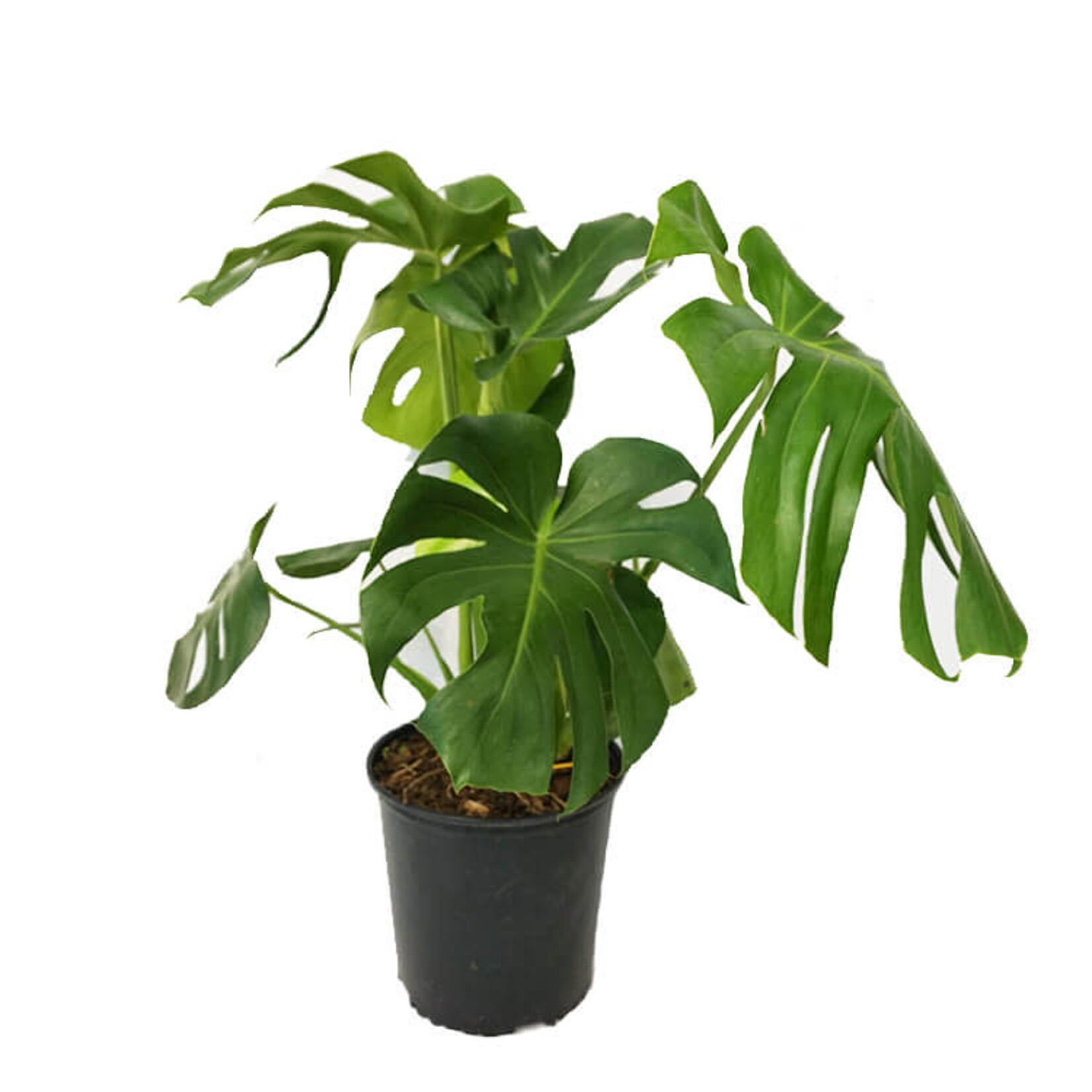 Monstera, Deliciosa 10 in