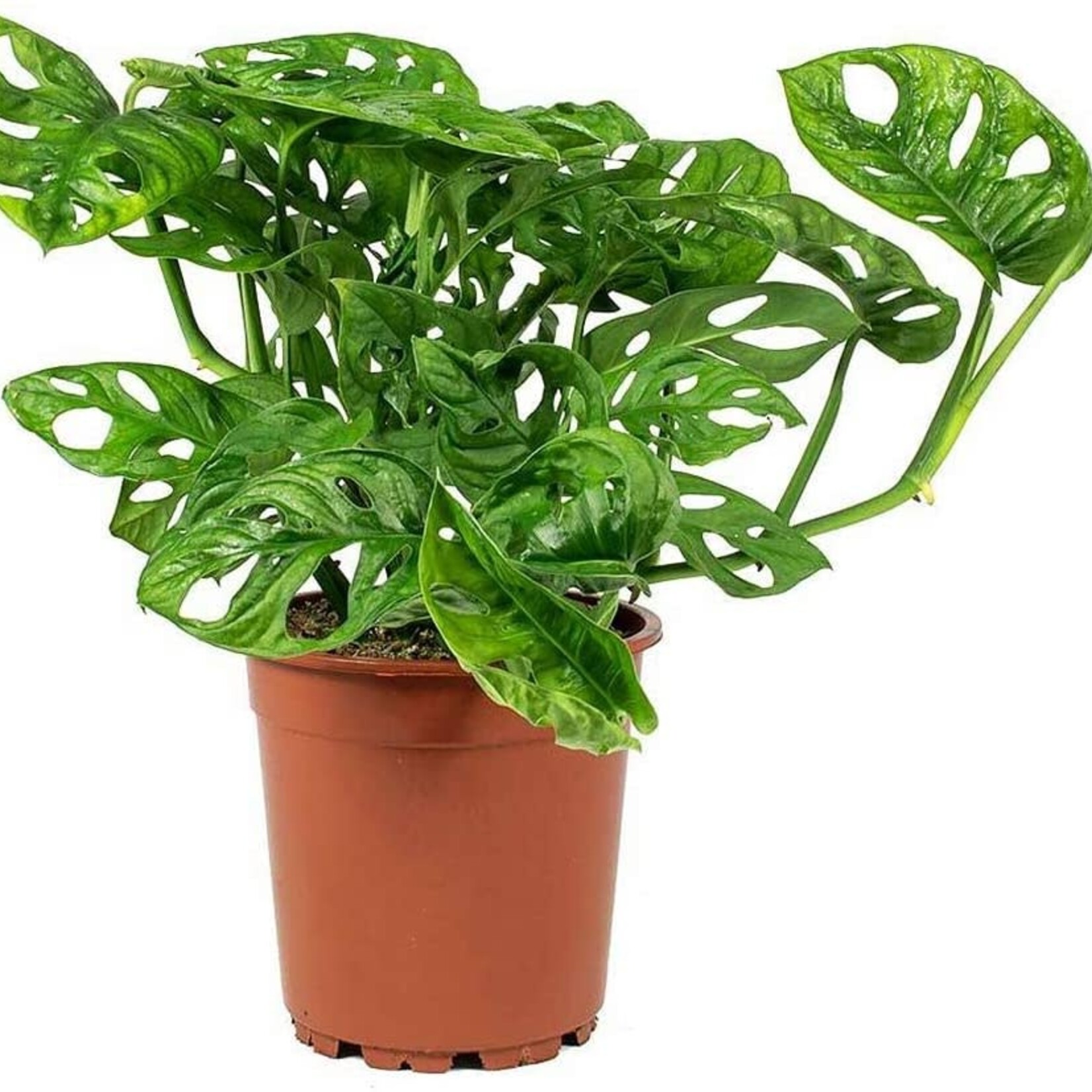 Monstera Adansonii, Swiss Cheese 4 in