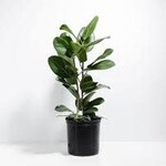 Ficus, Audrey Standard 10 in
