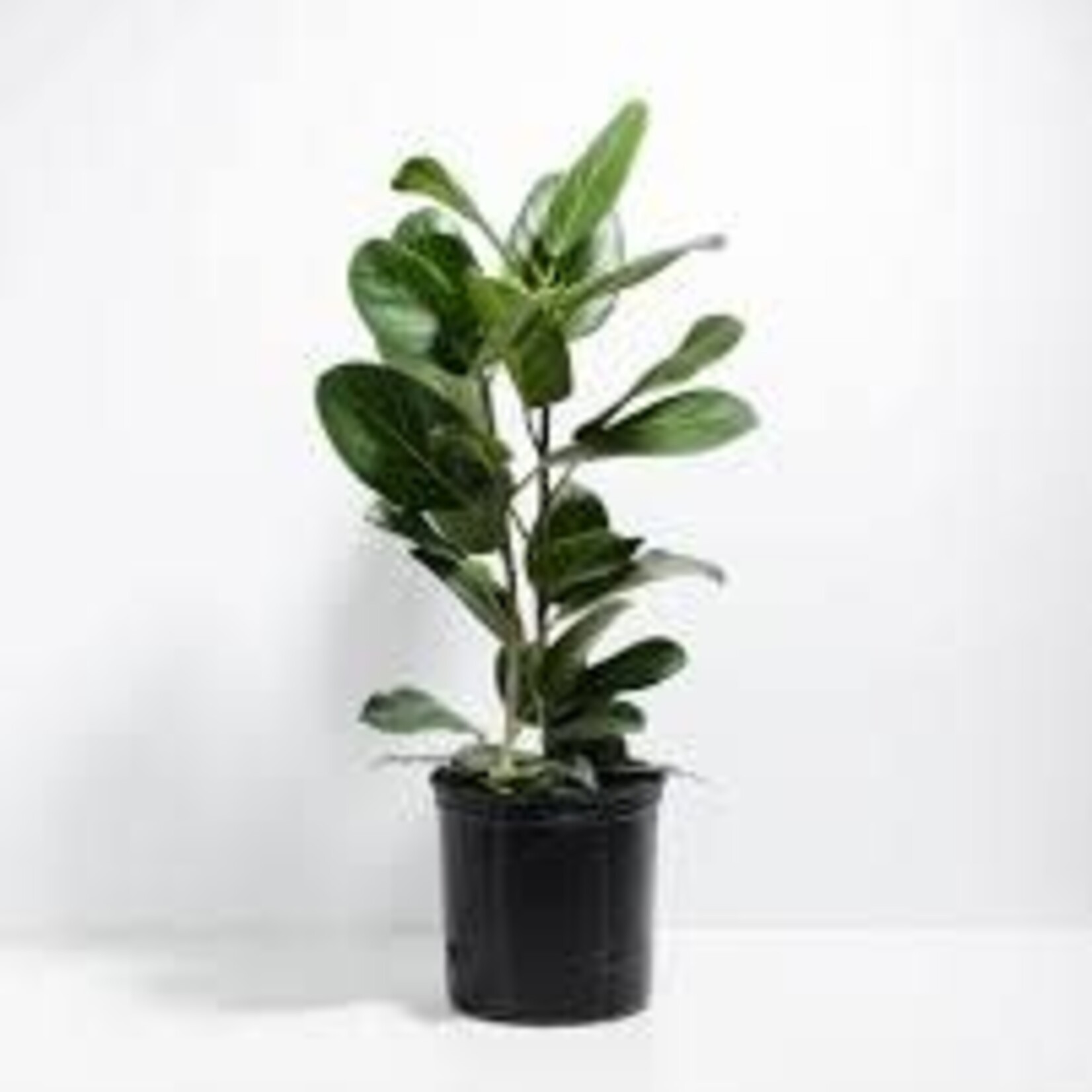 Ficus, Audrey Standard 10 in