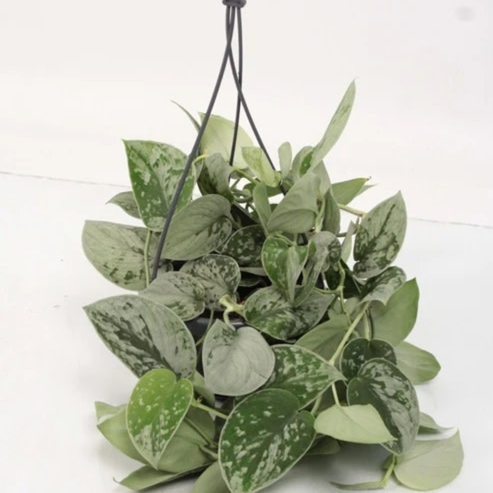 Pothos, Satin 8 in HB