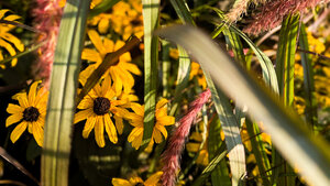 Fall Perennials: Planting to Build Winter Interest in Your Zone 3 Garden