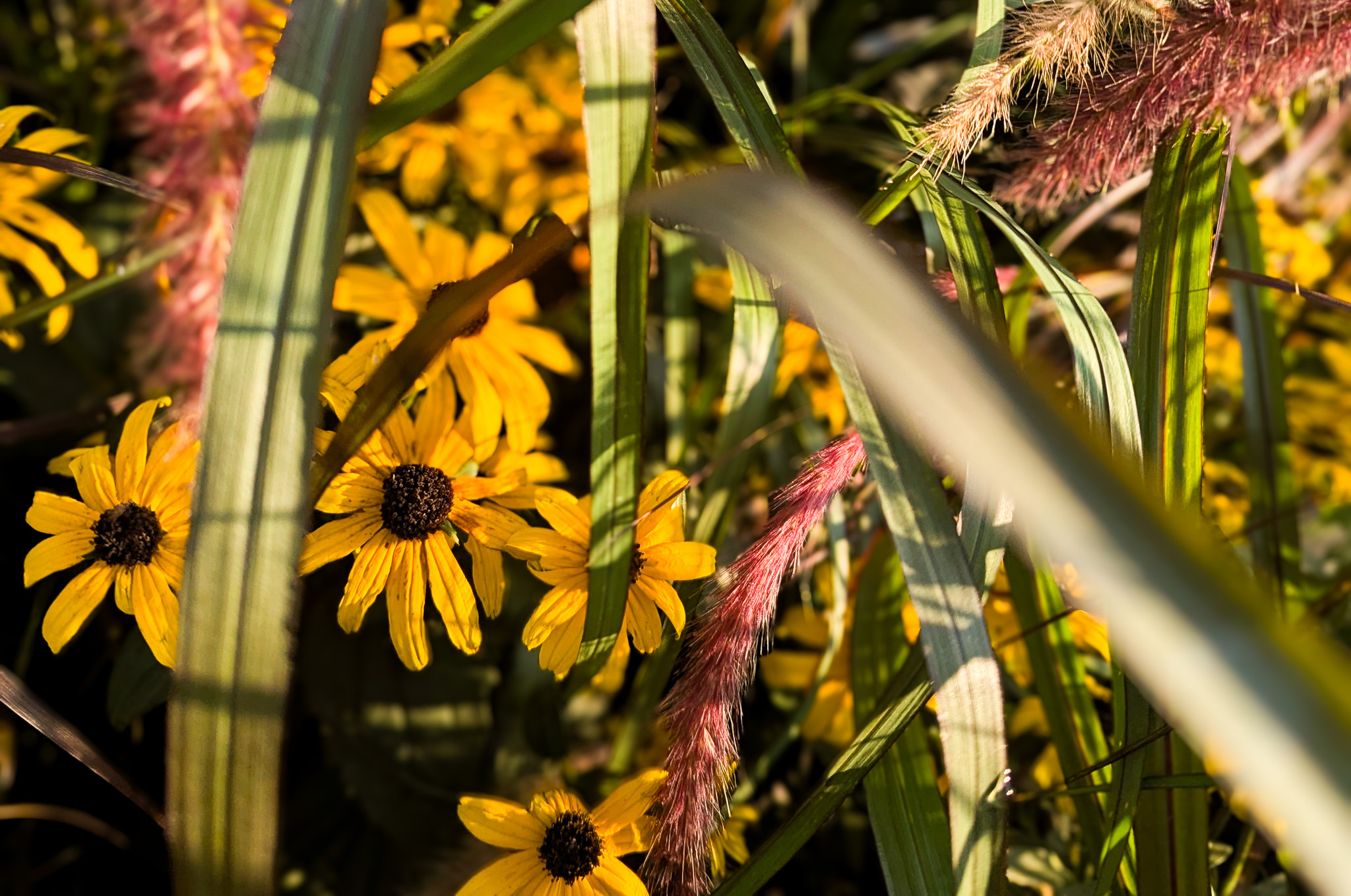 Fall Perennials: Planting to Build Winter Interest in Your Zone 3 Garden