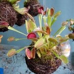 Workshop, Venus Fly Trap Kokedama October 1 2026 6:30PM