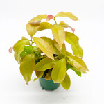 Pereskia, Lemon Vine 4 in
