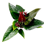 Anthurium, Black Prince 4in