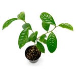 Camellia sinensis, Tea Plant, 4 in
