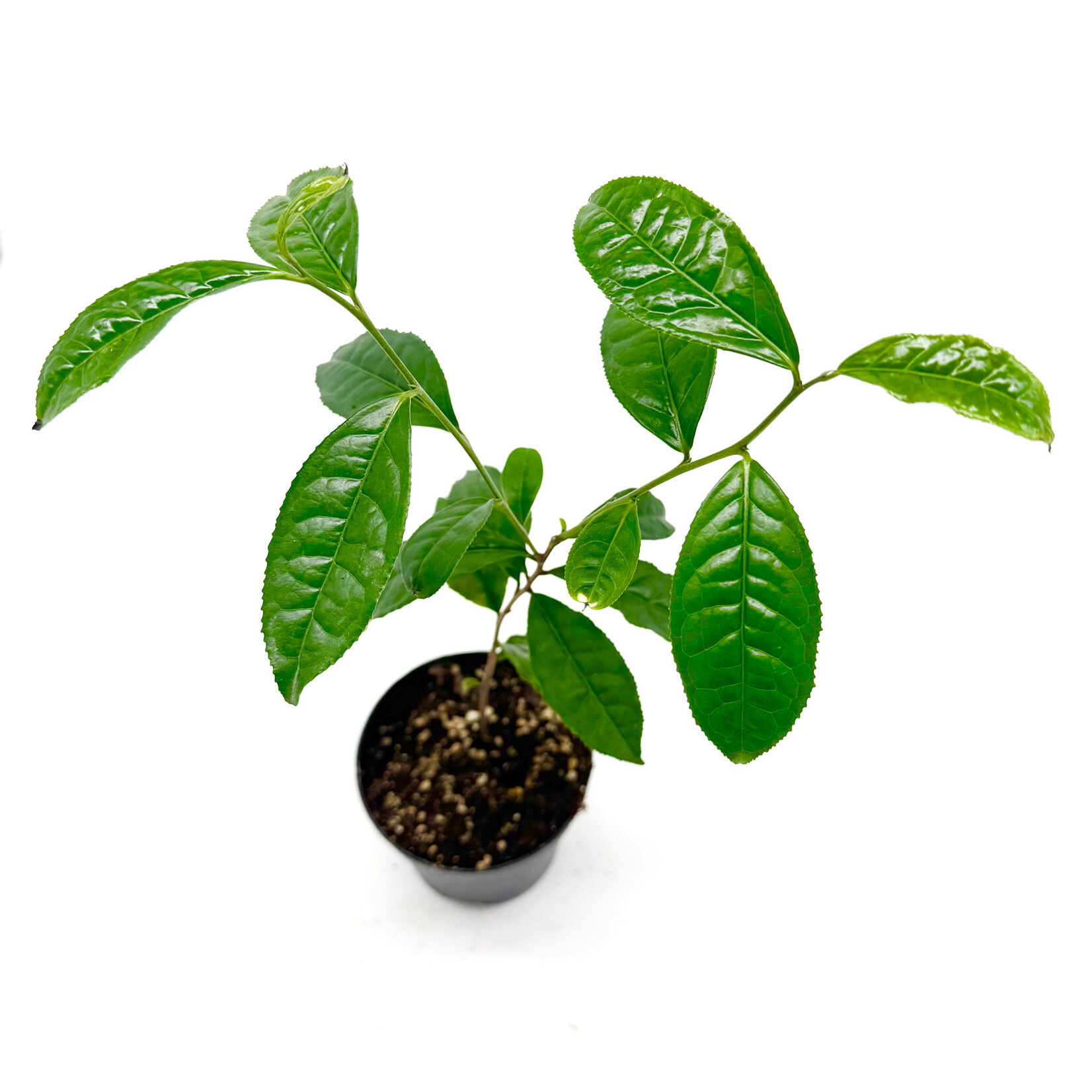 Camellia sinensis, Tea Plant, 4 in