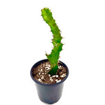 Euphorbia, Tortirama 4in