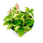 Hoya, Carnosa Tricolour 6 in