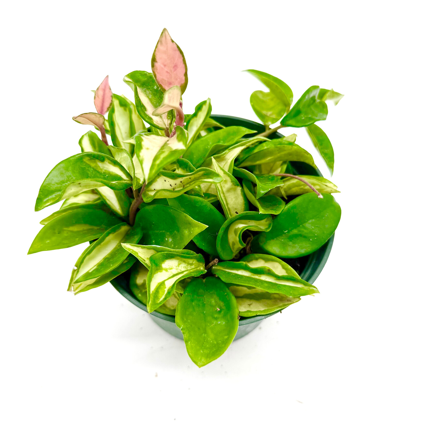Hoya, Carnosa Tricolour 6 in