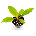 Mandarin Spider Plant 4in