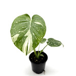 Monstera, Thai Constellation 4in