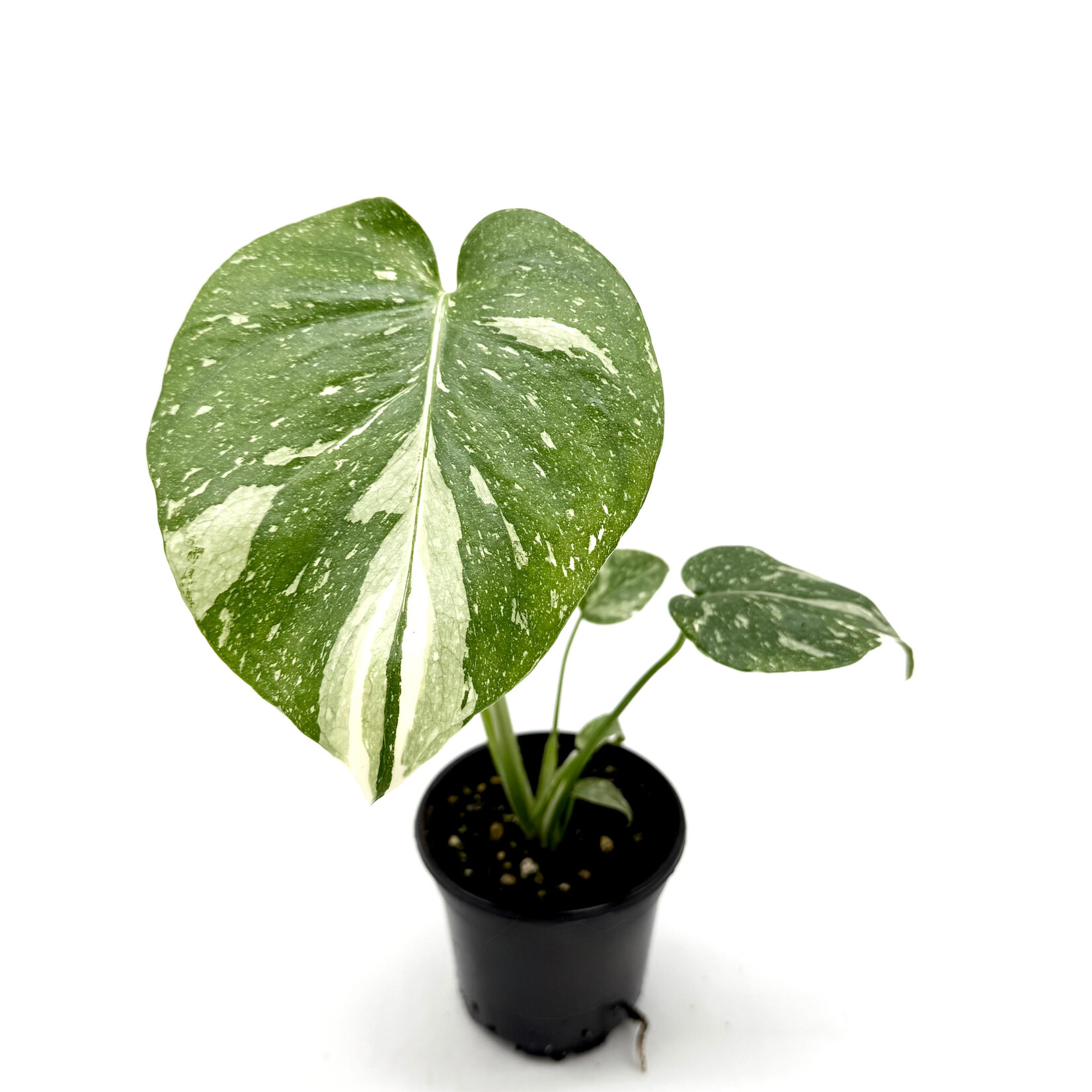 Monstera, Thai Constellation 4in